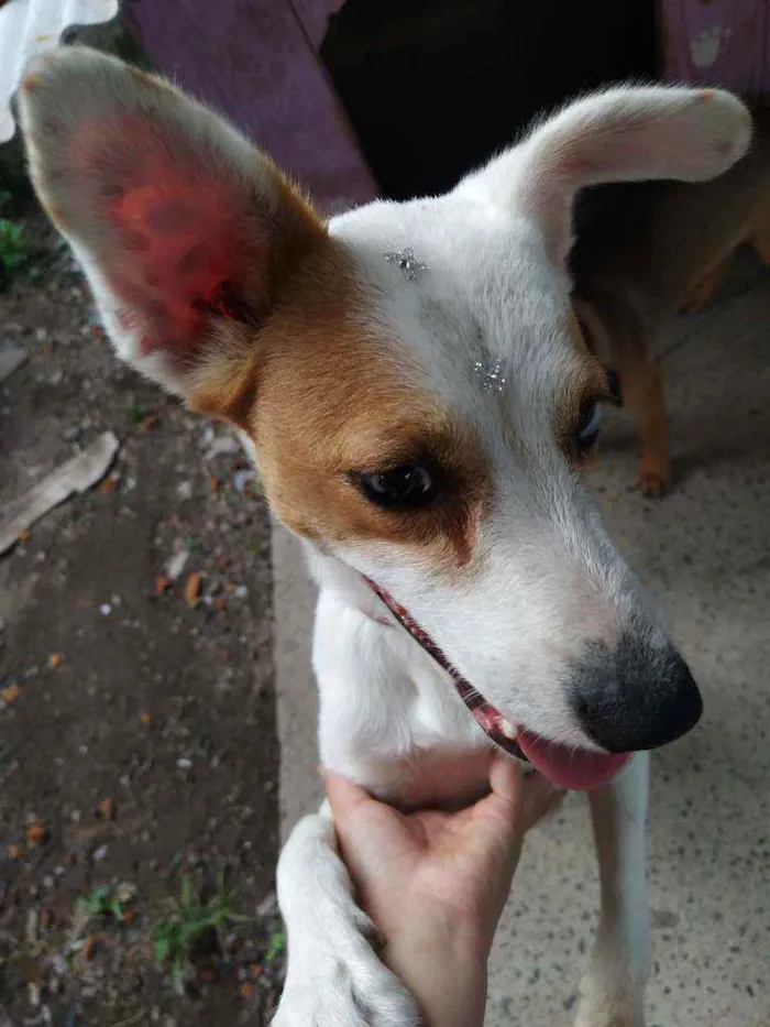 Cachorro ra a Vira lata idade 1 ano nome Cometa