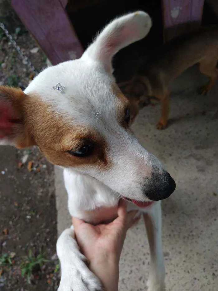 Cachorro ra a Vira lata idade 1 ano nome Cometa