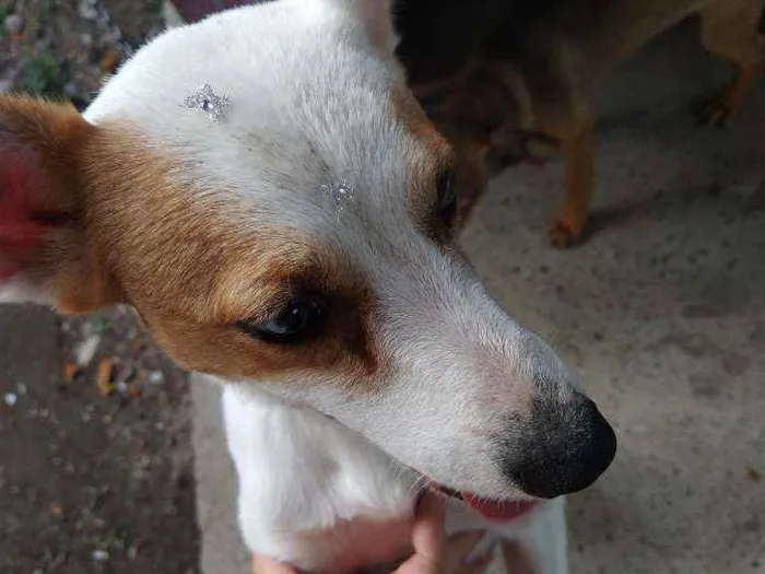 Cachorro ra a Vira lata idade 1 ano nome Cometa