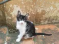 Não tem