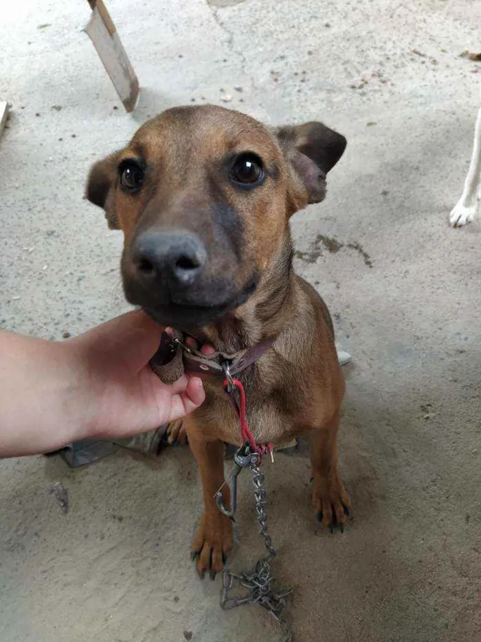 Cachorro ra a Vira lata idade 2 a 6 meses nome Panqueca