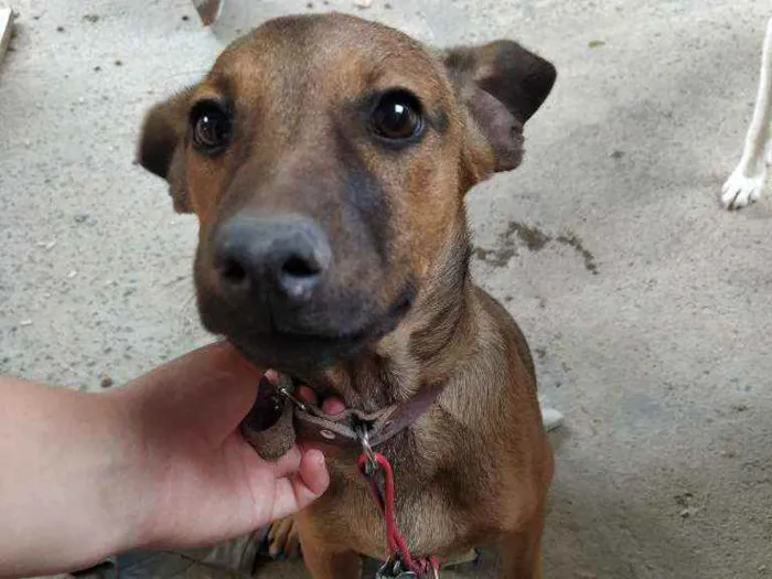 Cachorro ra a Vira lata idade 2 a 6 meses nome Panqueca