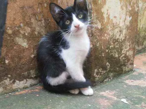 Gato ra a idade 2 a 6 meses nome Não tem