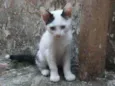 Não tem