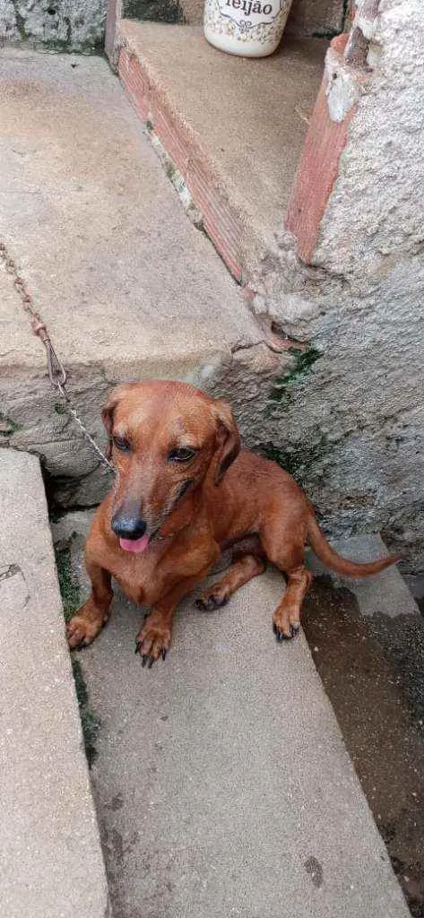 Cachorro ra a Basset mestiço idade 3 anos nome Ted