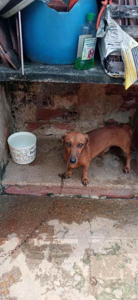 Cachorro ra a Basset mestiço idade 3 anos nome Ted