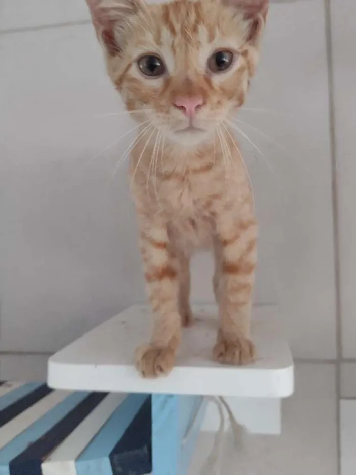 Gato ra a SRD-ViraLata idade 2 a 6 meses nome Leãozinho