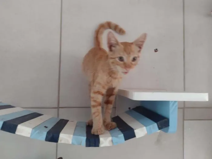 Gato ra a SRD-ViraLata idade 2 a 6 meses nome Leãozinho