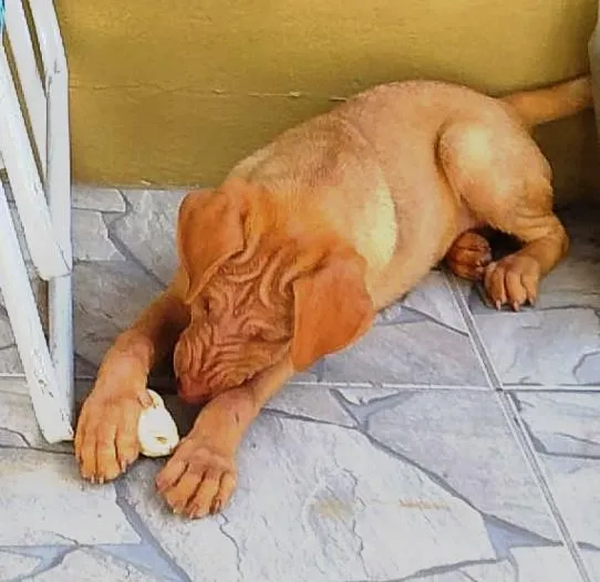 Cachorro ra a SRD-ViraLata idade 7 a 11 meses nome Cacau