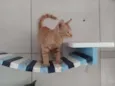 Leãozinho