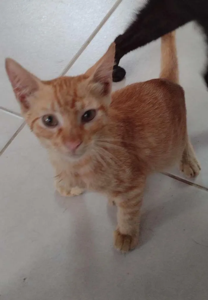Gato ra a SRD-ViraLata idade 2 a 6 meses nome Leãozinho