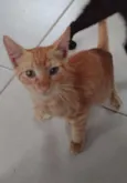 Leãozinho