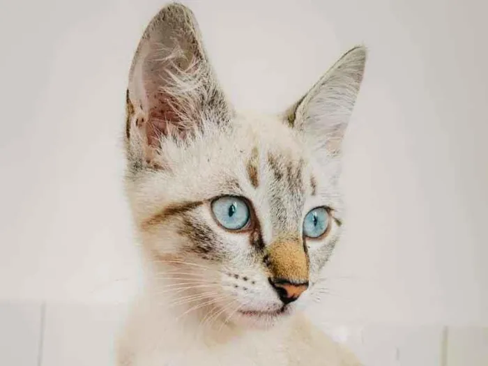 Gato ra a SRD-ViraLata idade 2 a 6 meses nome Akira