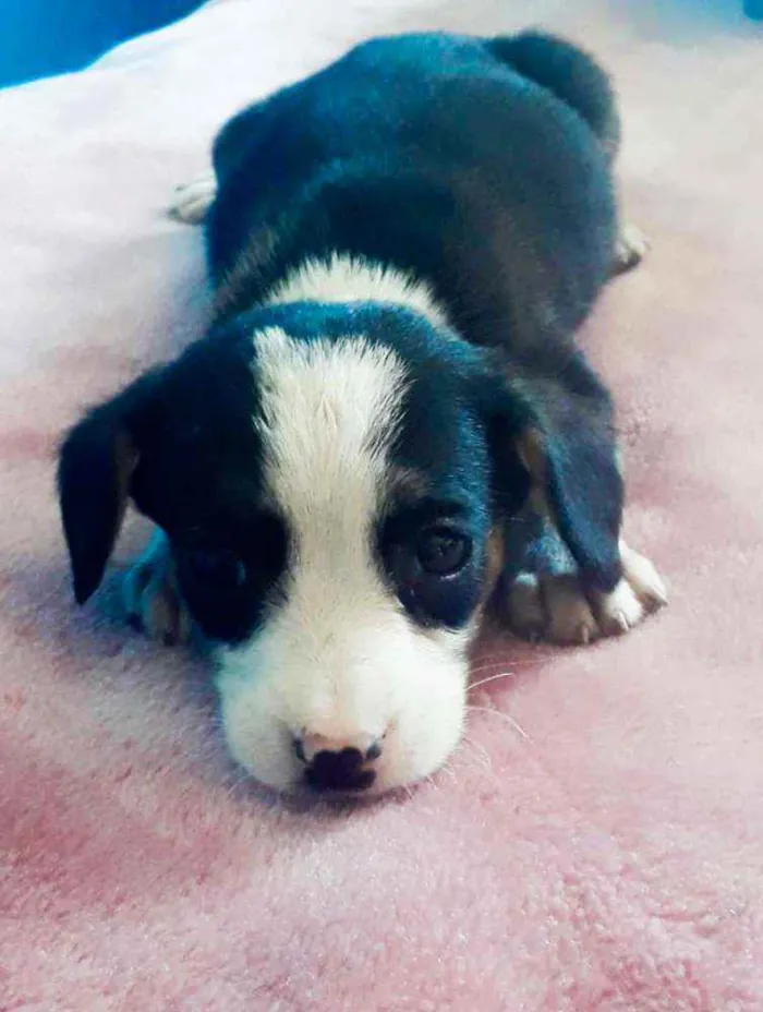 Cachorro ra a Sem Raça definida  idade Abaixo de 2 meses nome Sem nome 