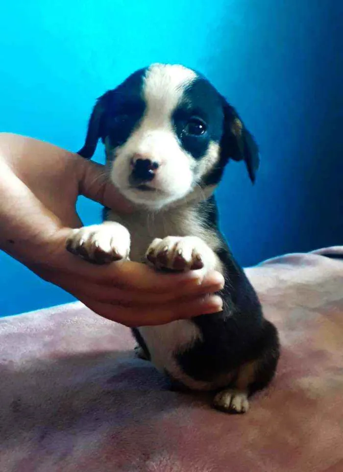 Cachorro ra a Sem Raça definida  idade Abaixo de 2 meses nome Sem nome 