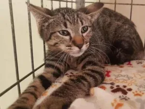 Gato raça SRD-ViraLata idade 2 a 6 meses nome Hector Barbossa
