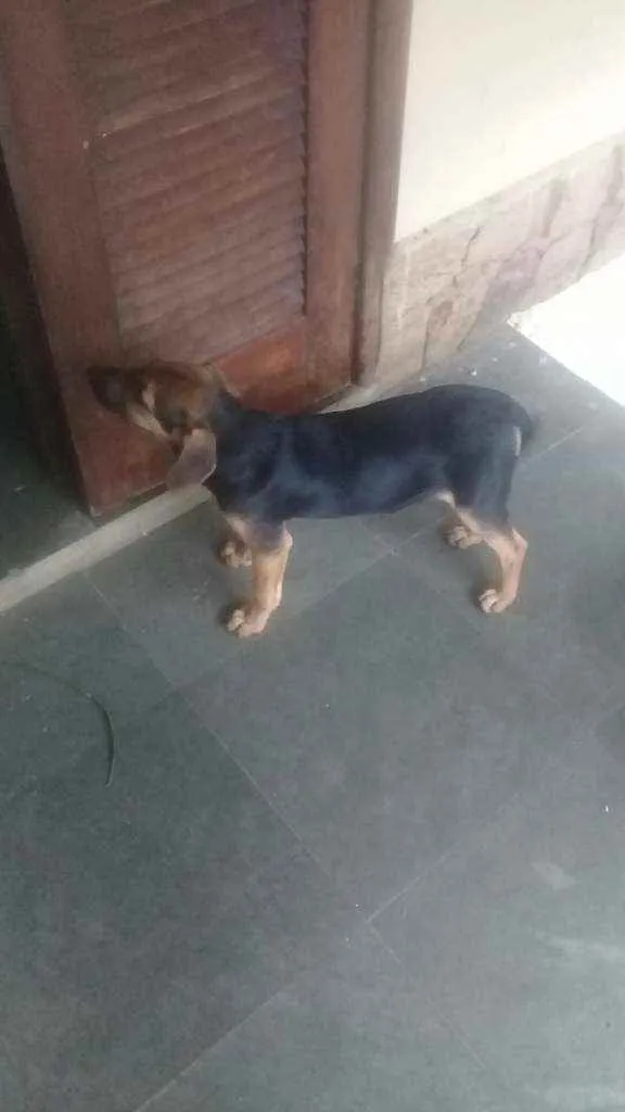 Cachorro ra a Vira lata idade 2 a 6 meses nome Sheila