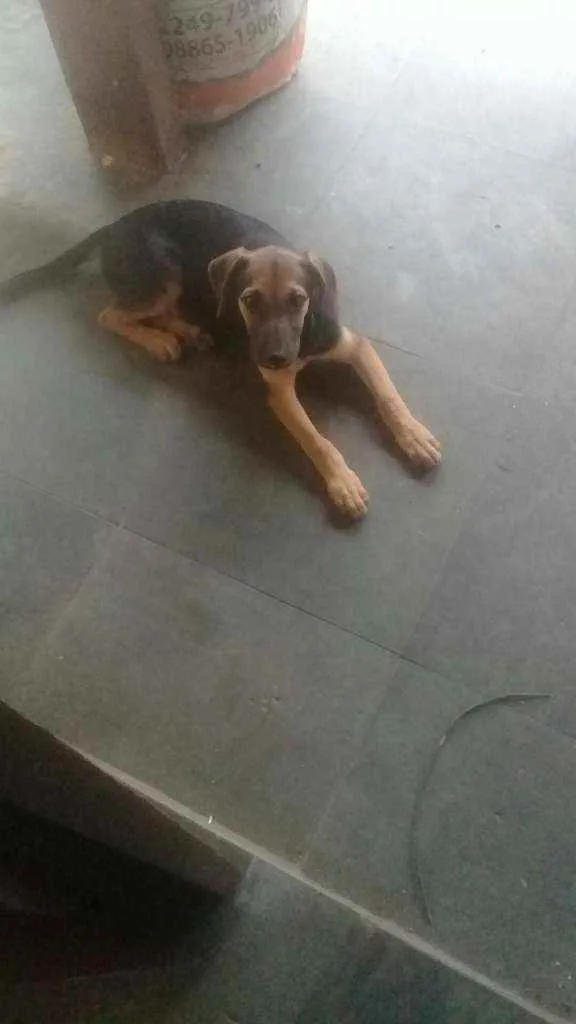 Cachorro ra a Vira lata idade 2 a 6 meses nome Sheila