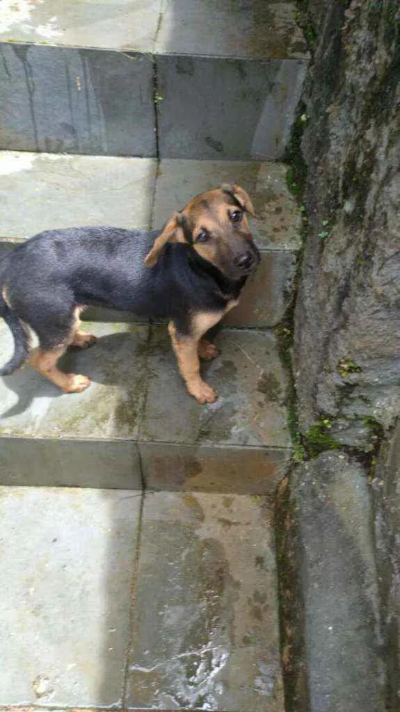 Cachorro ra a Vira lata idade 2 a 6 meses nome Sheila