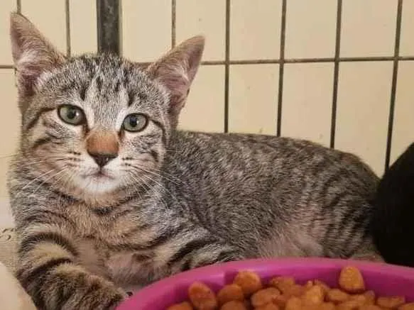 Gato raça SRD idade 2 a 6 meses nome Daviy Jones