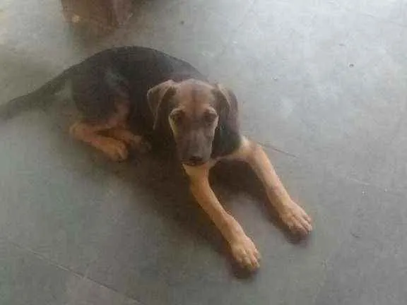 Cachorro ra a Vira lata idade 2 a 6 meses nome Sheila