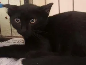 Gato raça SRD-ViraLata idade 2 a 6 meses nome Salazar