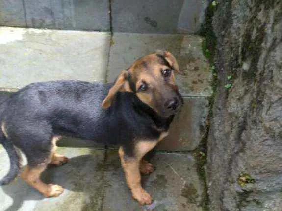 Cachorro ra a Vira lata idade 2 a 6 meses nome Sheila