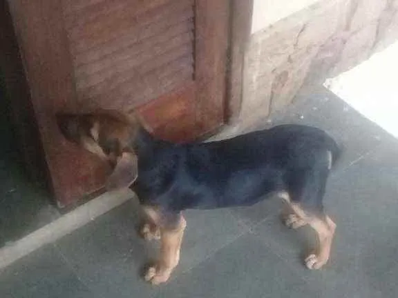 Cachorro ra a Vira lata idade 2 a 6 meses nome Sheila