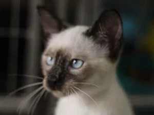 Gato raça SRD-ViraLata idade 2 a 6 meses nome Cotton
