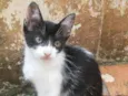 Não tem