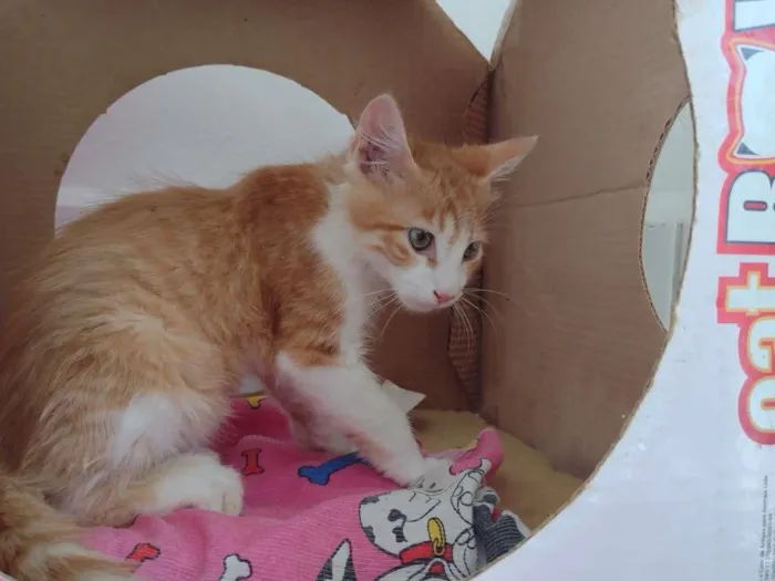 Gato ra a SRD idade 2 a 6 meses nome Fred