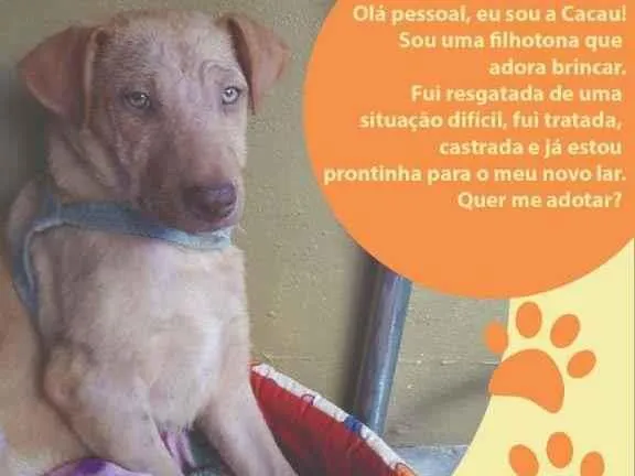 Cachorro ra a SRD-ViraLata idade 7 a 11 meses nome Cacau