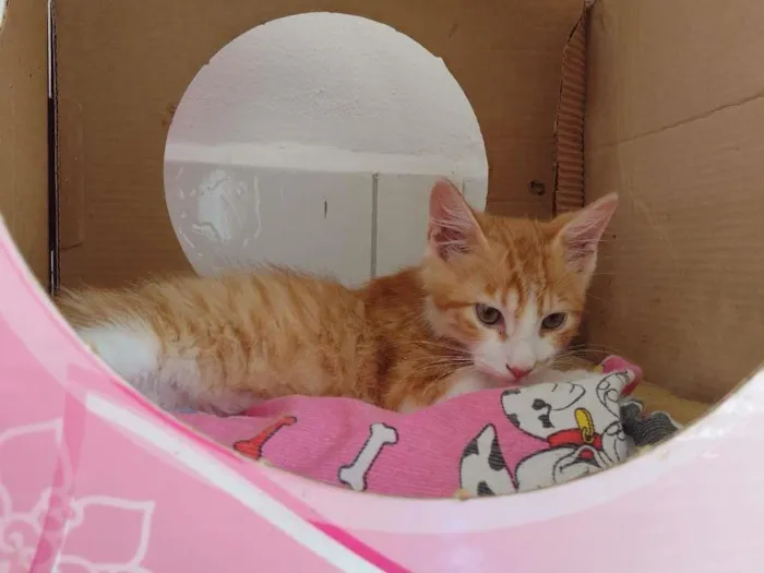Gato ra a SRD idade 2 a 6 meses nome Fred