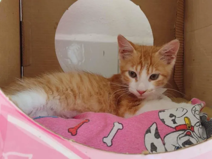 Gato ra a SRD idade 2 a 6 meses nome Fred