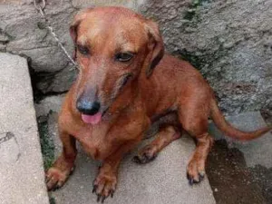 Cachorro raça Basset mestiço idade 3 anos nome Ted