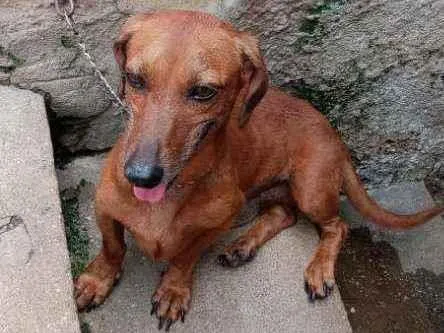 Cachorro ra a Basset mestiço idade 3 anos nome Ted