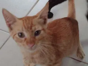 Gato raça SRD-ViraLata idade 2 a 6 meses nome Leãozinho