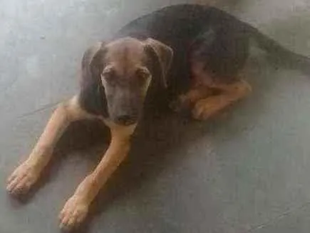 Cachorro ra a Vira lata idade 2 a 6 meses nome Sheila