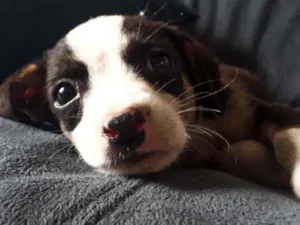 Cachorro raça Sem Raça definida  idade Abaixo de 2 meses nome Sem nome 