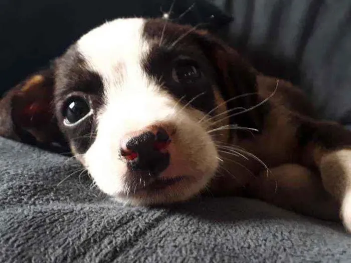 Cachorro ra a Sem Raça definida  idade Abaixo de 2 meses nome Sem nome 