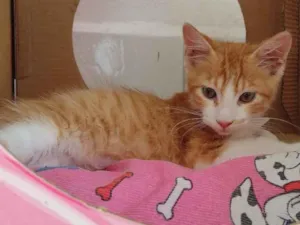 Gato raça SRD idade 2 a 6 meses nome Fred