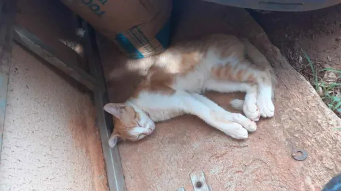 Gato ra a ( sem raça definida ) idade 2 a 6 meses nome ainda sem nome