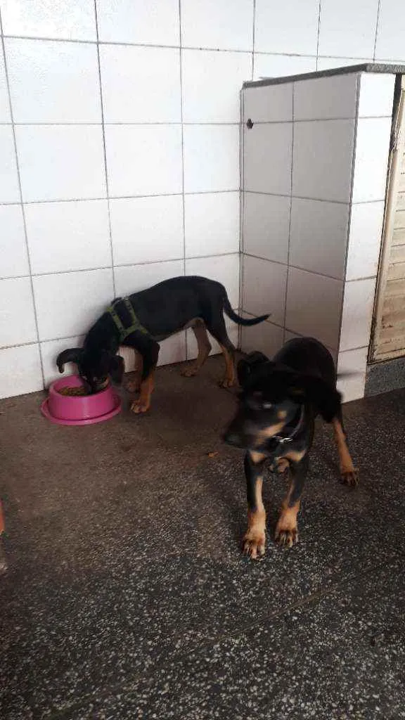 Cachorro ra a Vira-lata  idade 2 a 6 meses nome Thor e Zeus