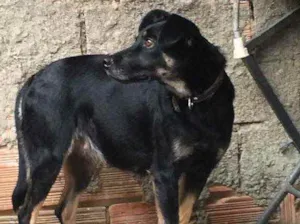 Cachorro raça Viralata idade 3 anos nome Pandora