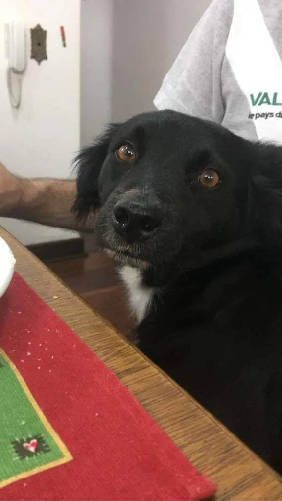 Cachorro ra a SRD idade 2 anos nome Tony