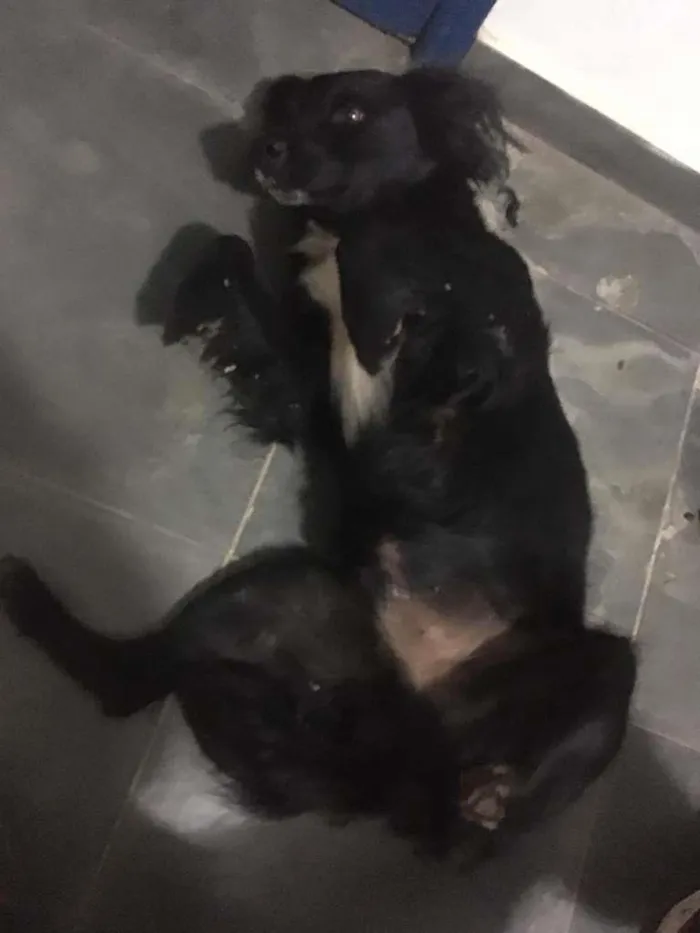 Cachorro ra a SRD idade 2 anos nome Tony