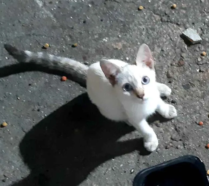 Gato ra a SRD idade 2 a 6 meses nome Sem nome