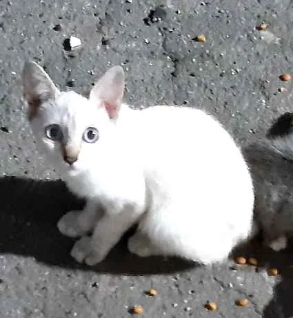 Gato ra a SRD idade 2 a 6 meses nome Sem nome