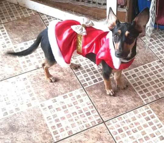Cachorro raça  idade 1 ano nome Valentina 