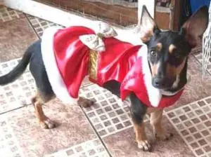 Cachorro raça  idade 1 ano nome Valentina 